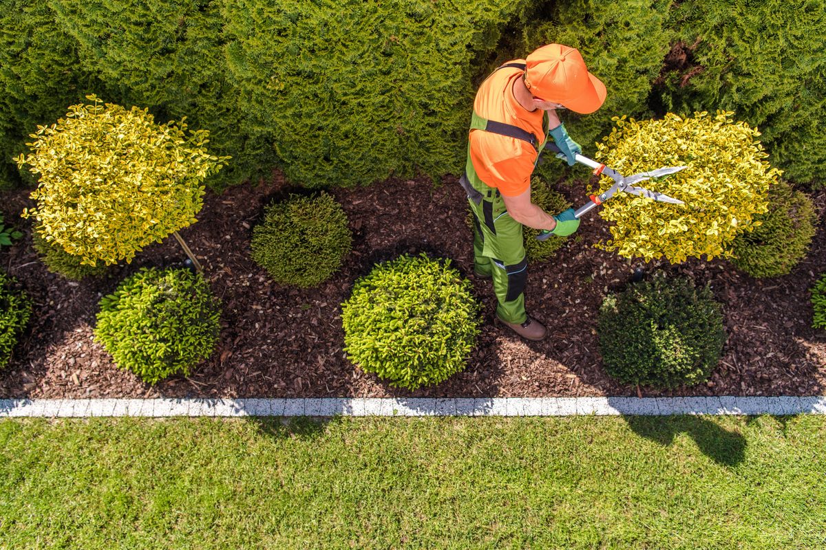 Professional landscaper trimming decorative shrubs from aerial view